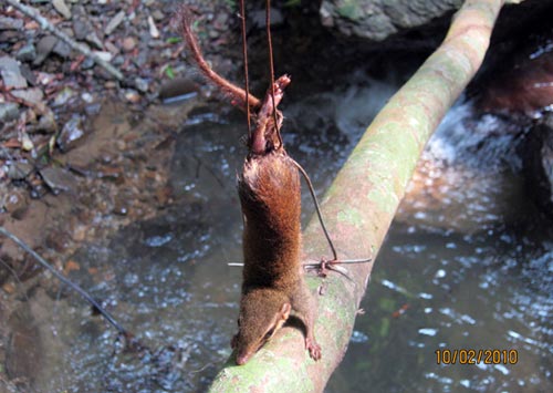 Những bức ảnh nhói lòng từ rừng xanh - 4