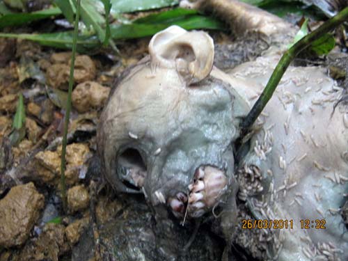 Những bức ảnh nhói lòng từ rừng xanh - 6