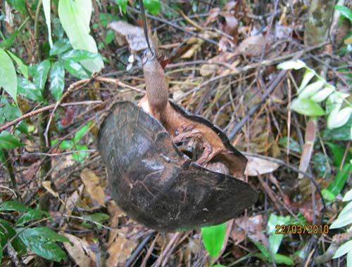 Những bức ảnh nhói lòng từ rừng xanh - 7