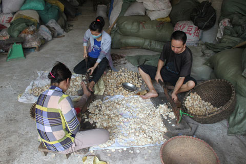 Làng có hàng chục tỷ phú nhờ dược liệu - 2