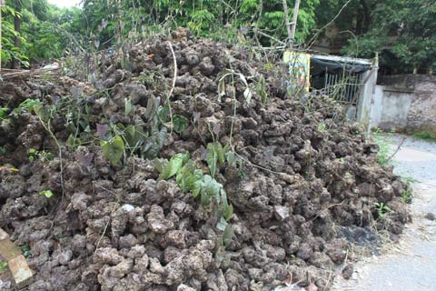 Làng có hàng chục tỷ phú nhờ dược liệu - 3