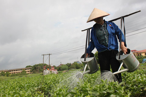 Làng có hàng chục tỷ phú nhờ dược liệu - 4