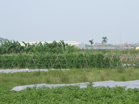 Cảnh hoang vu ở "siêu đô thị" Mê Linh - 2