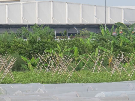 Cảnh hoang vu ở "siêu đô thị" Mê Linh - 3