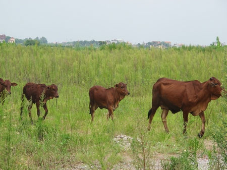 Cảnh hoang vu ở "siêu đô thị" Mê Linh - 6