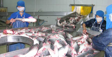 Giá cá tra tăng, người nuôi vẫn lỗ nặng - 1