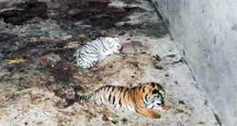 Kỳ lạ hổ vàng sinh ra hổ trắng tại Nghệ An - 1