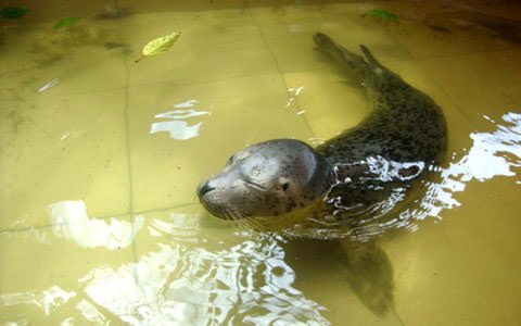 Động vật hoang dã: Cứu là... chết - 4