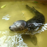 Tin tức trong ngày - Động vật hoang dã: Cứu là... chết