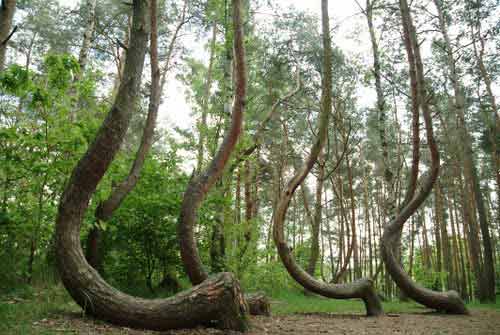 Rừng cây uốn cong bí ẩn ở Ba Lan - 1