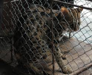 Động vật hoang dã: Cứu là... chết - 3