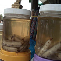 Pháp luật - Giết chồng và 2 bạn chồng bằng lá ngón