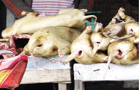 Chuyện ở làng "hóa kiếp" chó - 2