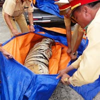 Tin tức trong ngày - "Ra giá" với CSGT hòng tẩu tán 2 xác hổ