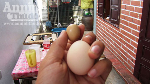 Nghệ An: Kỳ lạ trứng gà bé bằng ngón tay - 1