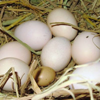 Tin tức trong ngày - Nghệ An: Kỳ lạ trứng gà bé bằng ngón tay