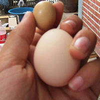 Phi thường - kỳ quặc - Nghệ An: Trứng gà bé bằng ngón tay