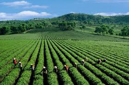 Giá trà xuất khẩu của Việt Nam thấp nhất thế giới - 1