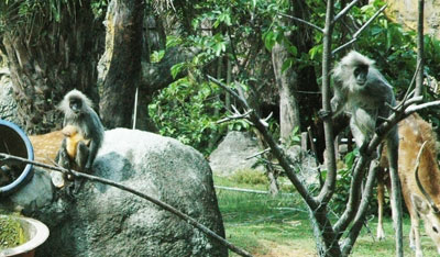 Ở nơi hổ đẻ sòn sòn - 2