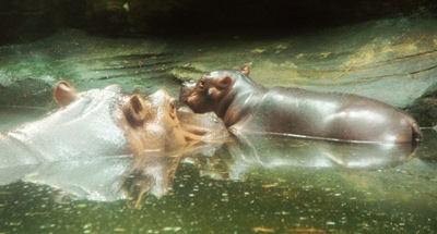 Ở nơi hổ đẻ sòn sòn - 3