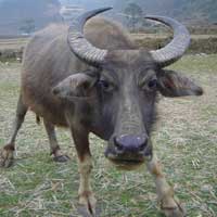 Sức khỏe đời sống - Trâu húc thiếu niên vỡ gan, thủng bụng