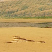 Phi thường - kỳ quặc - Vòng tròn bí ẩn xuất hiện trên cánh đồng