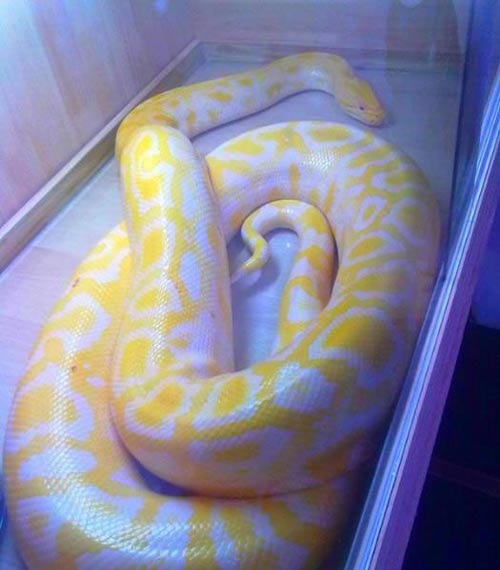 Cô gái đùa giỡn với mãng xà - 7