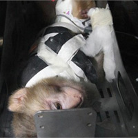 Tin tức trong ngày - Iran sắp đưa khỉ lên vũ trụ