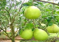 Thị trường - Tiêu dùng - Giá bưởi Năm Roi cao kỷ lục