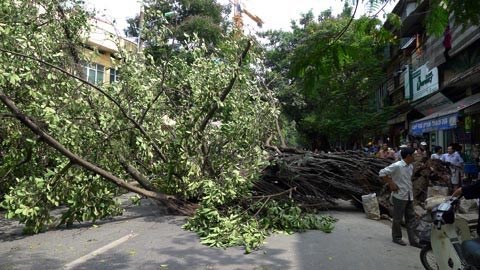 Hà Nội: Cây đa cổ đổ gục khó hiểu - 2