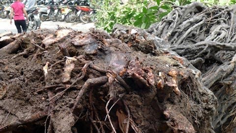 Hà Nội: Cây đa cổ đổ gục khó hiểu - 3