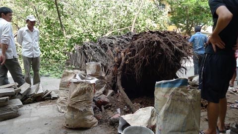 Hà Nội: Cây đa cổ đổ gục khó hiểu - 4