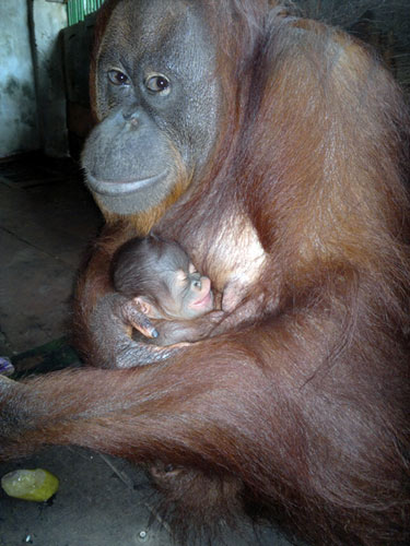 Đười ươi Sumatra sinh con ở Đầm Sen - 1