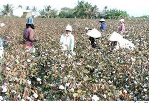 Nghịch lý ngành bông sợi - 1