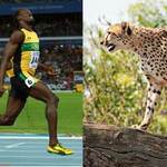 Olympic 2012 - Usain Bolt đọ tài cùng báo đốm Cheetah