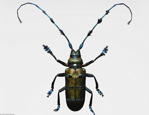 Nước Mỹ bị "khủng bố" bởi loài "bọ quỷ" - 1