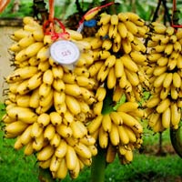 Ẩm thực - Về quê Chí Phèo ăn chuối ngự