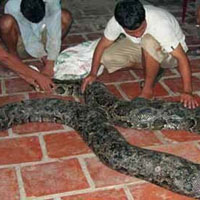 Tin tức trong ngày - Trăn khổng lồ ở Sóc Trăng bị "tịch thu"