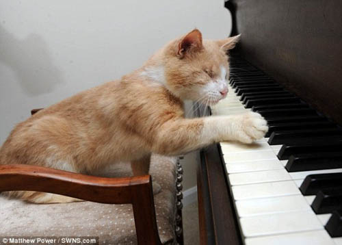 Chú mèo mù mê chơi piano - 1