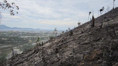 Đà Nẵng: Hàng chục hecta rừng bị thiêu rụi - 2