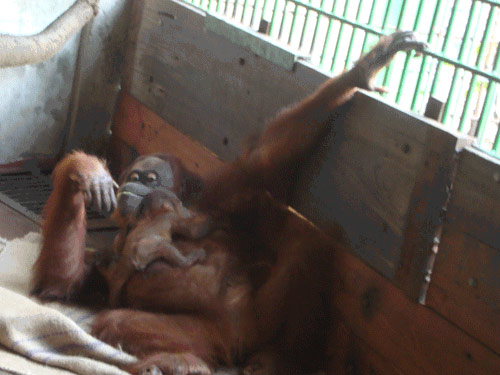 Hình ảnh đáng yêu của mẹ con đười ươi ở Đầm Sen - 4