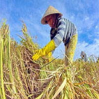 Thị trường - Tiêu dùng - Giá lúa bắt đầu tăng trở lại