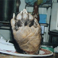 Tin tức trong ngày - Rùng rợn thú ăn chơi của đại gia