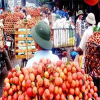 Thị trường - Tiêu dùng - "Khóc dở" vì thương lái Trung Quốc