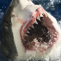 Tin tức trong ngày - Nanh cá mập có sẵn "kem đánh răng"