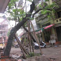 Tin tức trong ngày - Hà Nội: Cây to đổ vào nhà dân