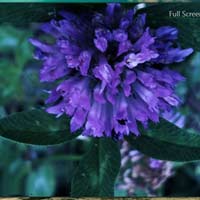 Công nghệ thông tin - Giao diện Metro cho Windows Explorer