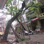 Tin tức trong ngày - Hà Nội: Cây to đổ vào nhà dân