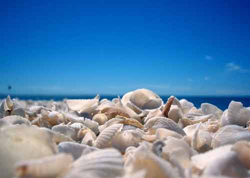 Những bãi biển vỏ sò tuyệt đẹp của thế giới - 1