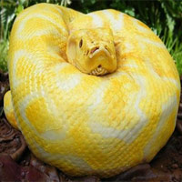 Phi thường - kỳ quặc - Trăn "khủng" xuất hiện trong tiệc sinh nhật